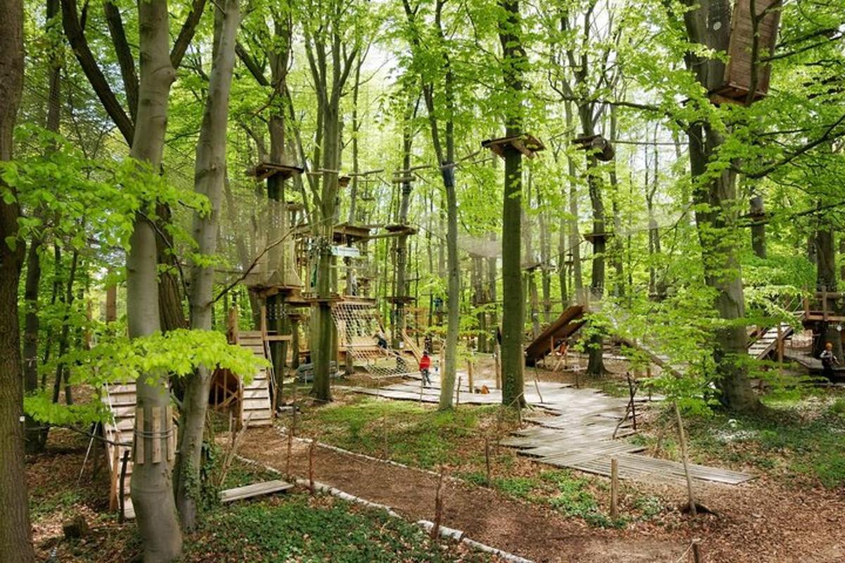 hutan dengan banyak pokok dan struktur kayu
