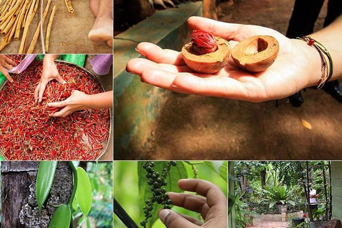 un collage di immagini con una persona che tiene in mano una pianta