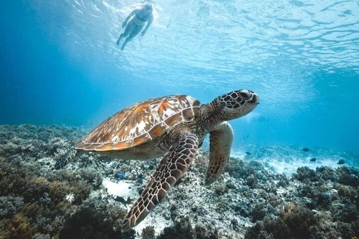 o broască țestoasă înotând în ocean cu un scafandru