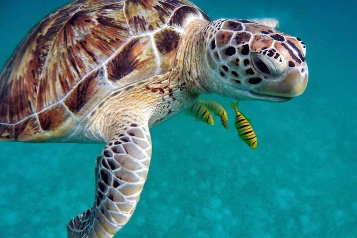 una tartaruga marina verde che nuota nell'acqua