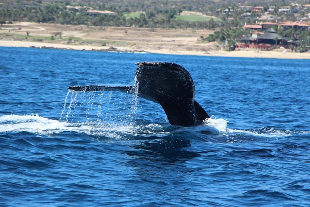 una coda di balena che spunta dall'acqua