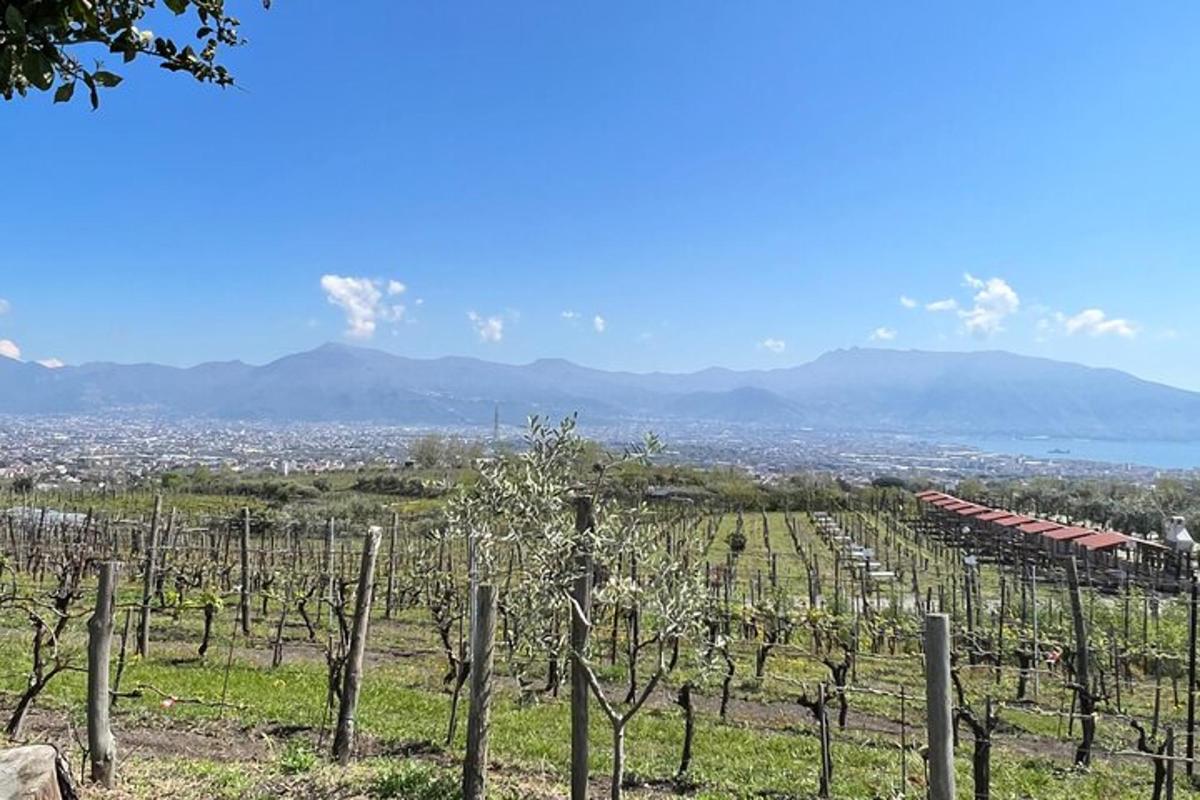 a view of a vineyard with mountains in the background