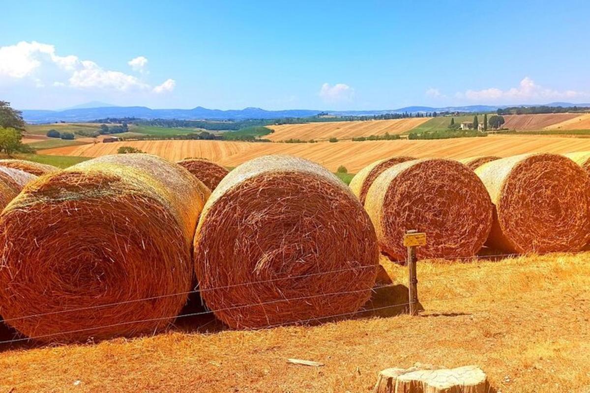 skupina bal sena na polju