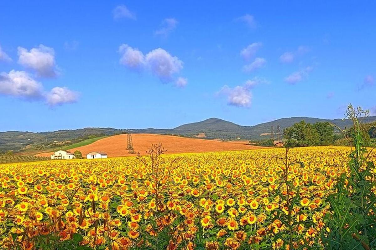 polje rumenih sončnic na polju