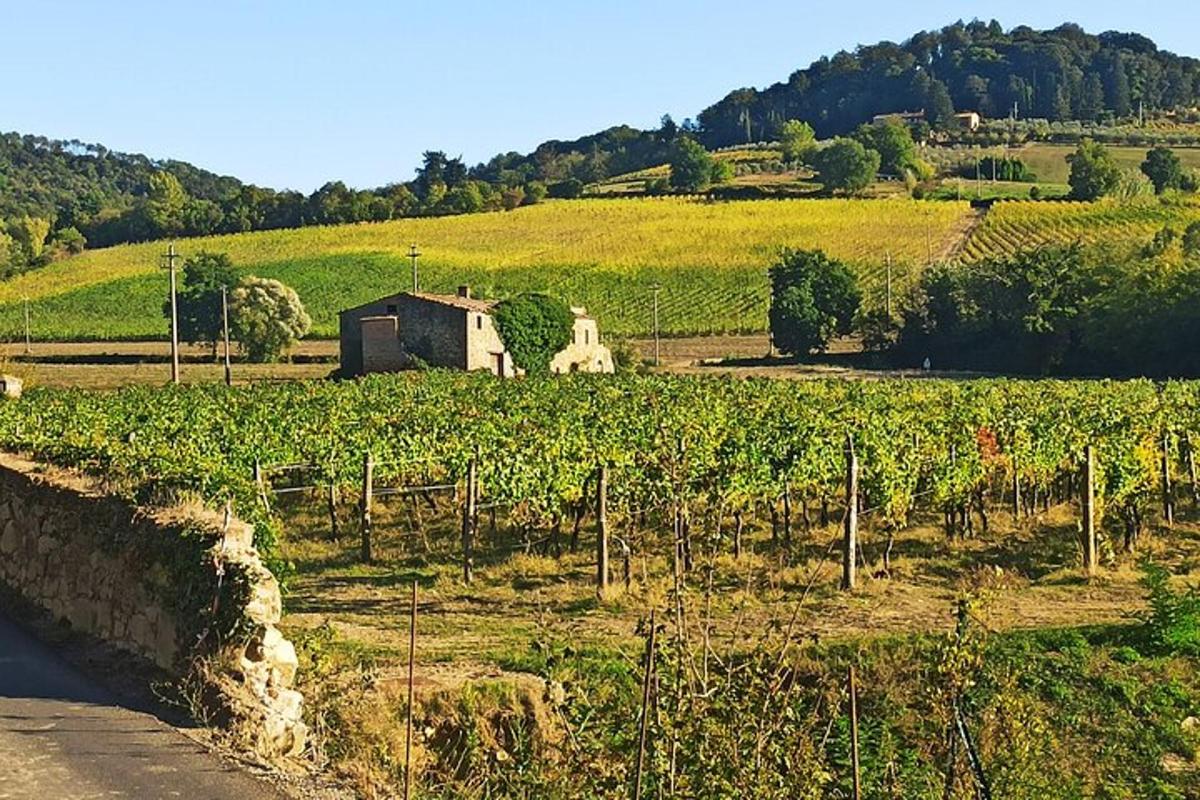 un campo di viti con una casa in lontananza