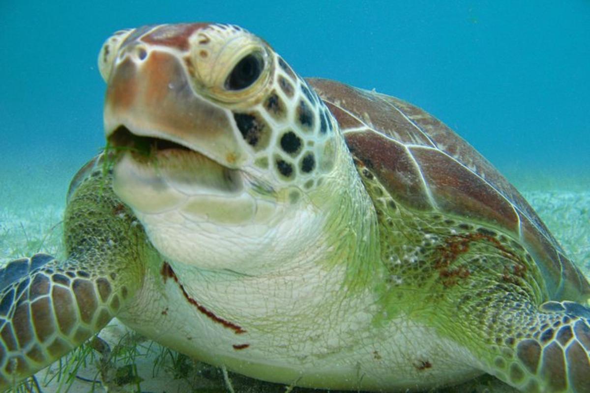水中を泳ぐアオウミガメ