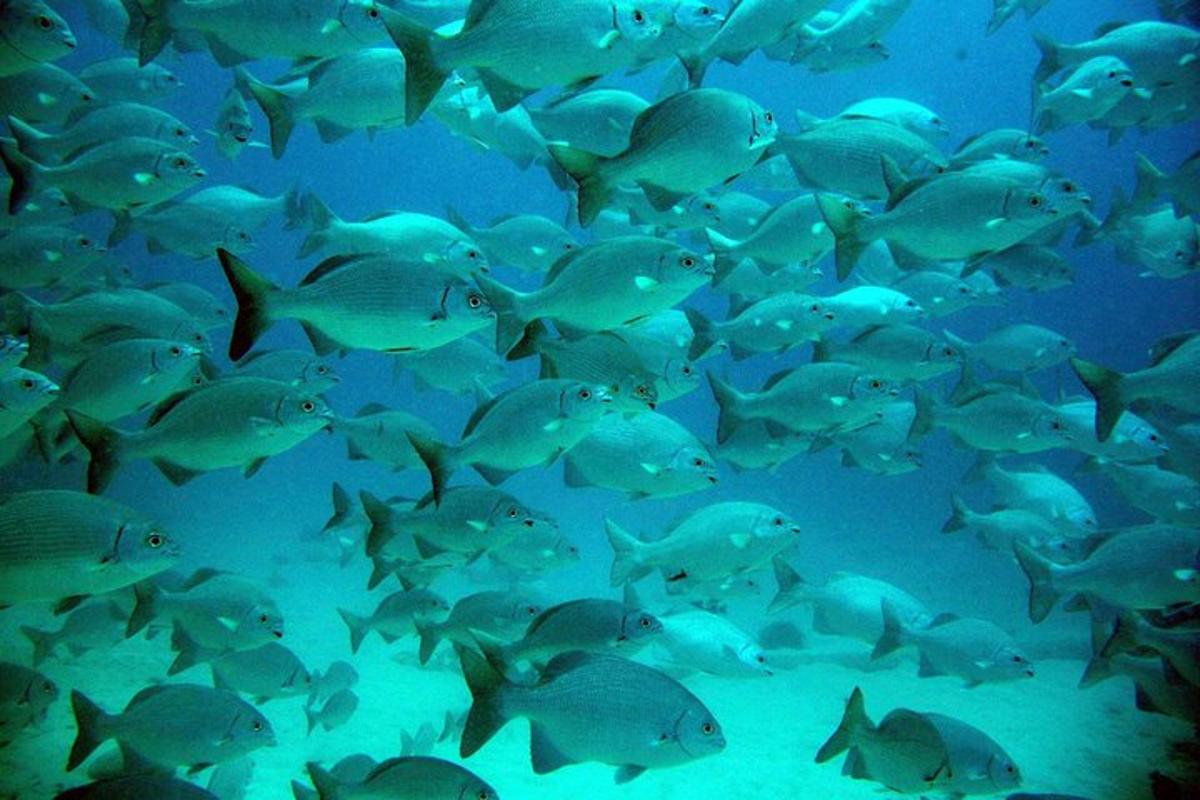 水槽の中の大きな魚の群れ