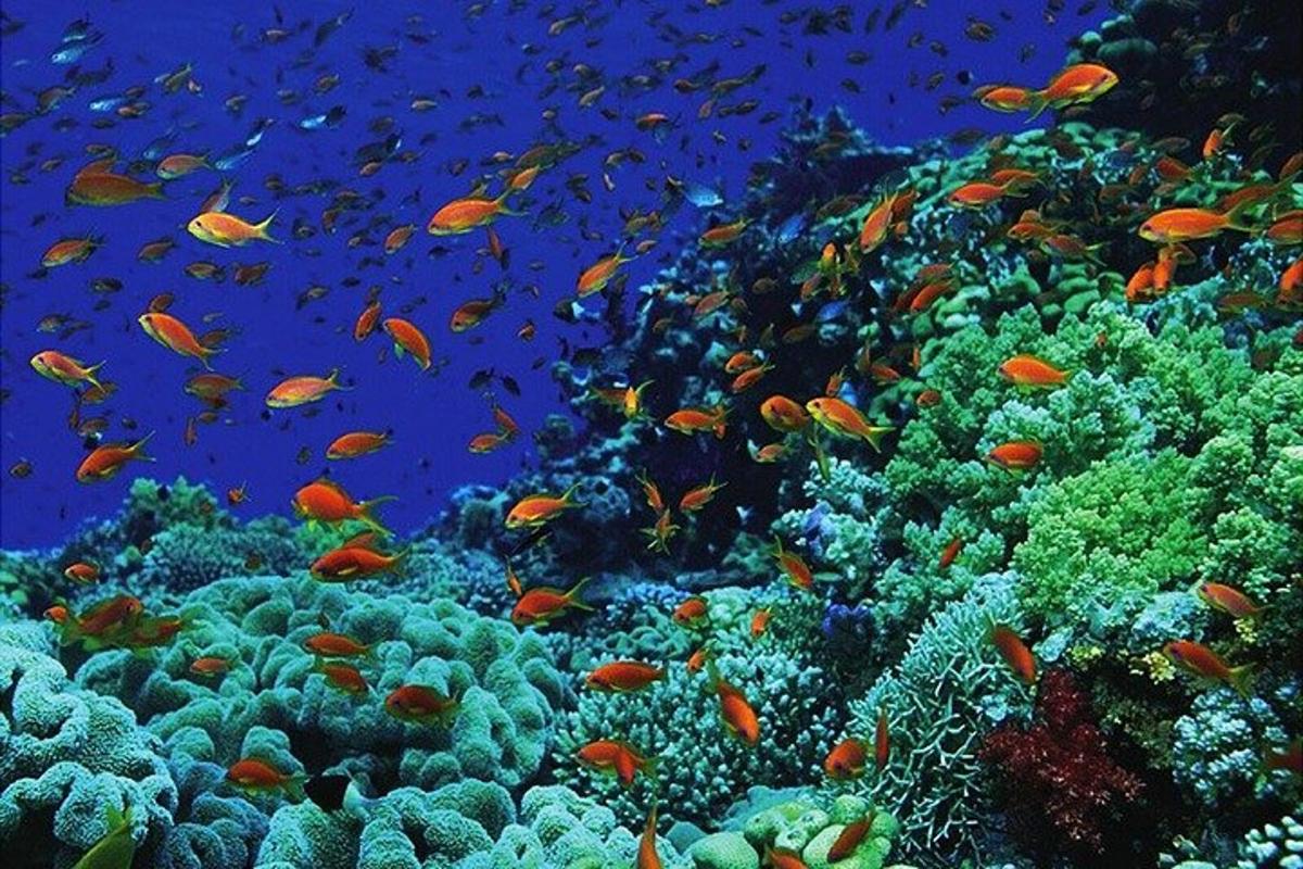 sekumpulan ikan di terumbu karang