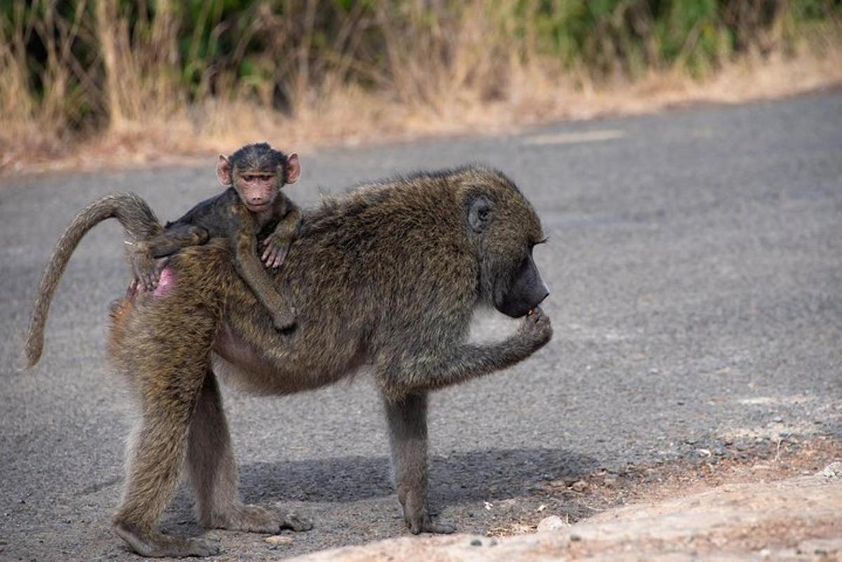 a young boy holding a monkey on the road
