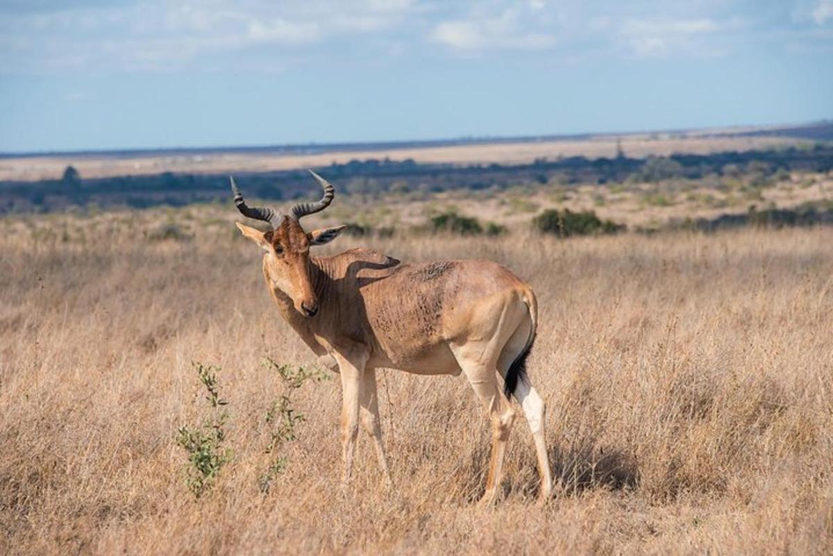 Un antílope parado en un campo de hierba alta