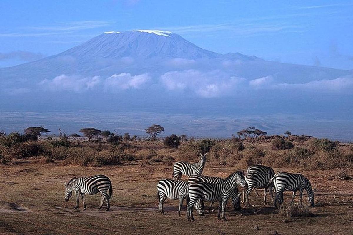 a herd of zebras grazing in a field with a mountain
