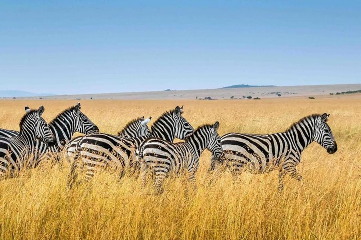a herd of zebras standing in the tall grass