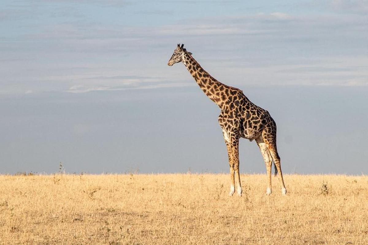 a giraffe standing in the middle of a field
