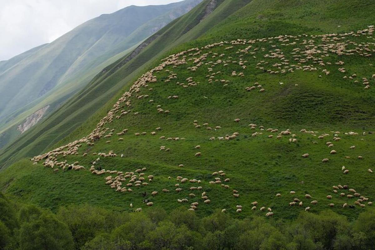a herd of animals grazing on a green hillside