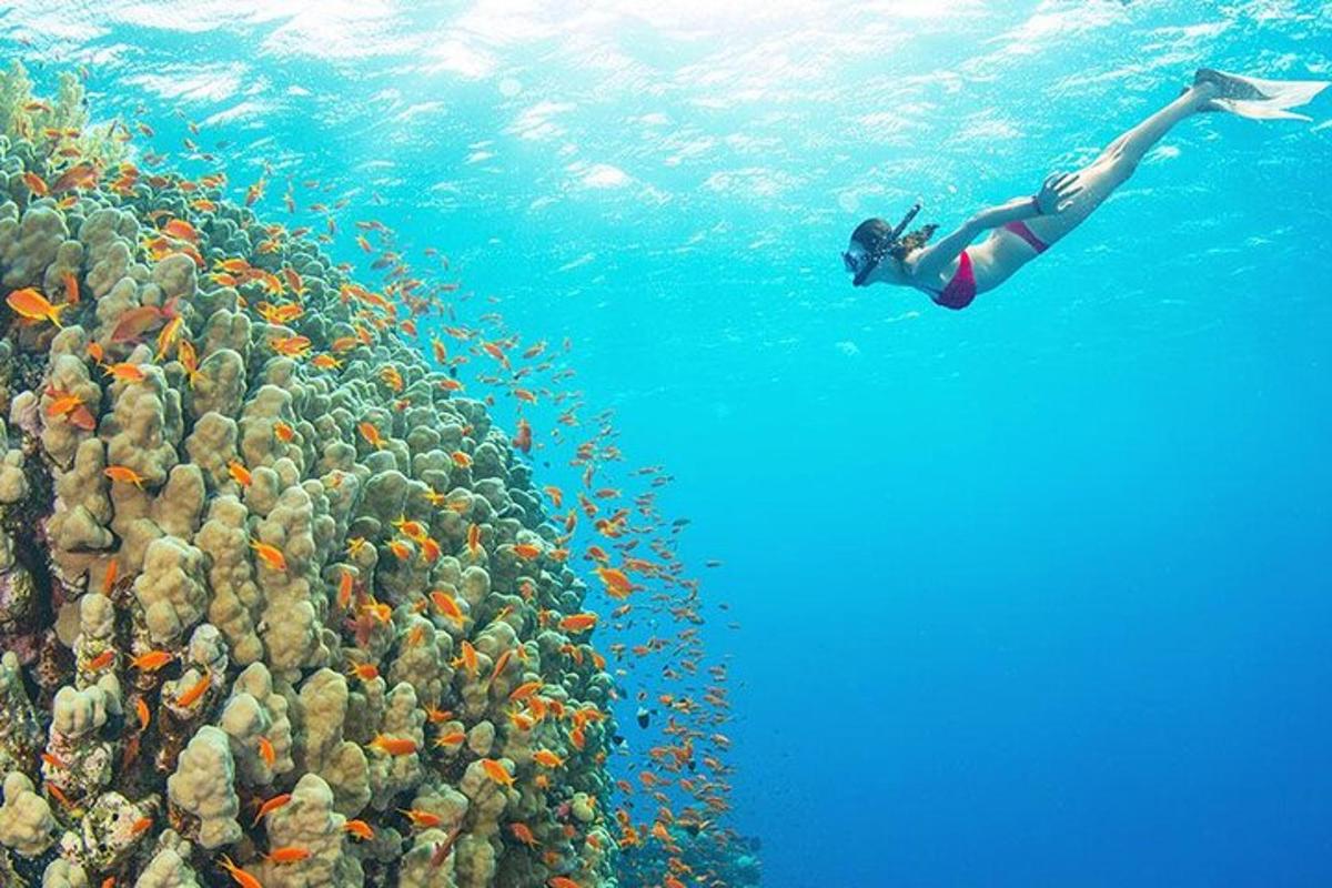ženska plava v oceanu poleg jate rib