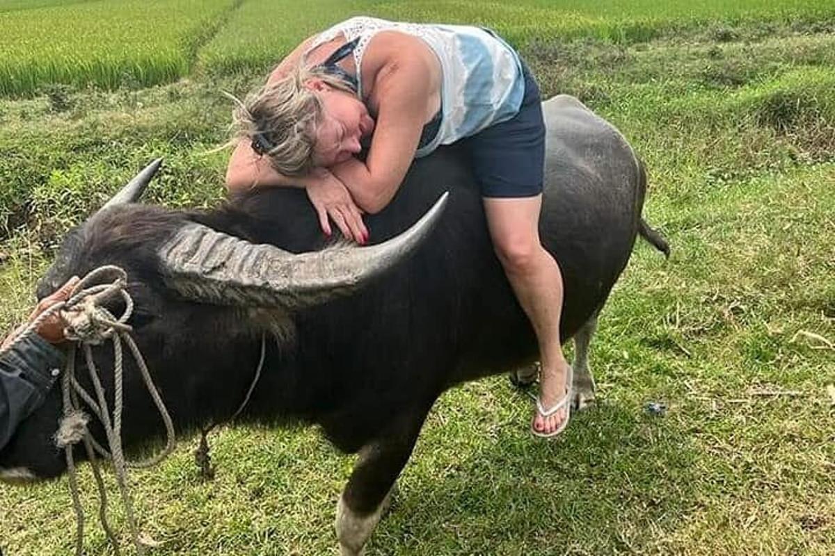 žena leží na hřbetě krávy