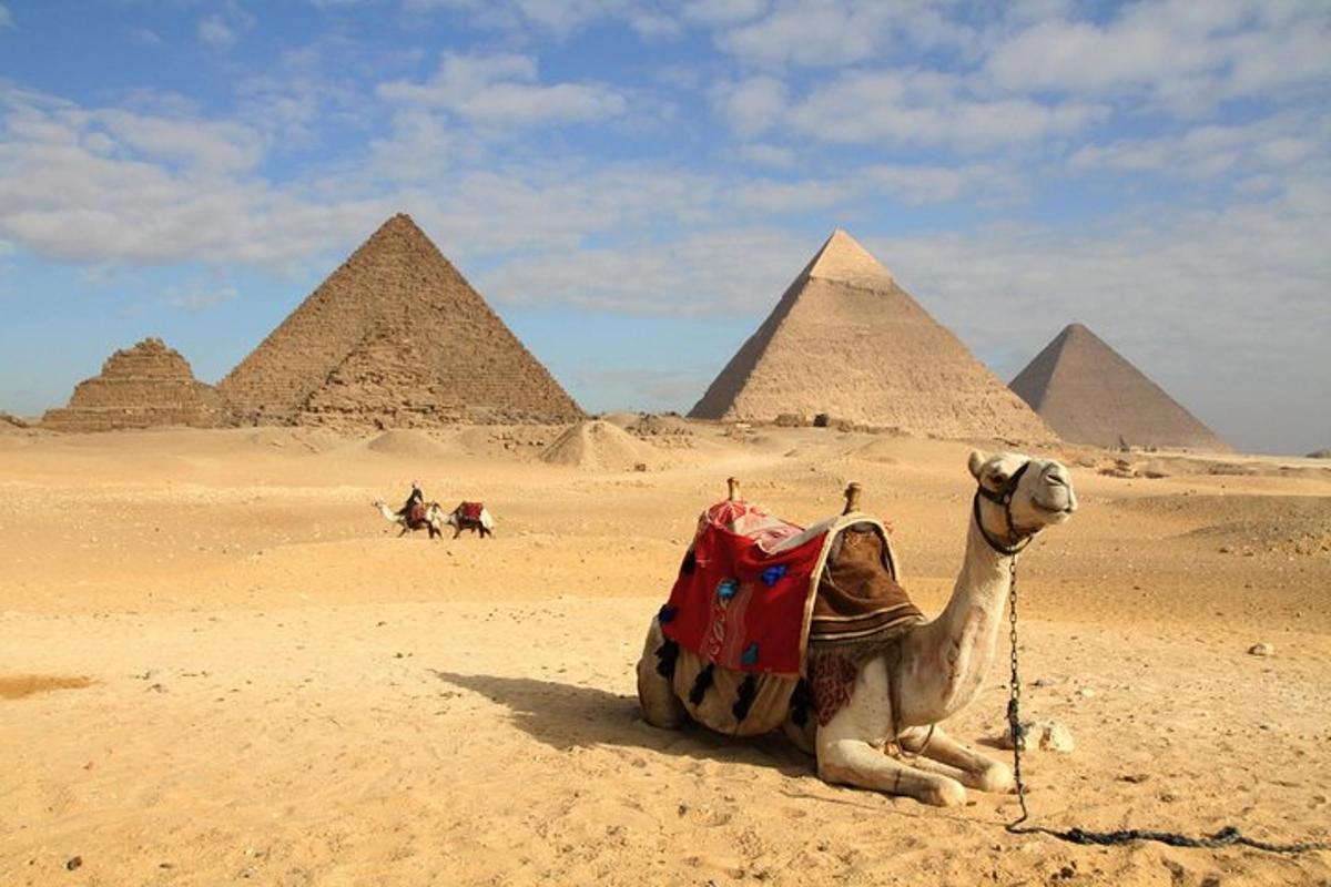 ťava sediaca v púšti pred pyramídami