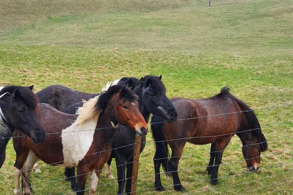 a group of horses standing next to a fence
