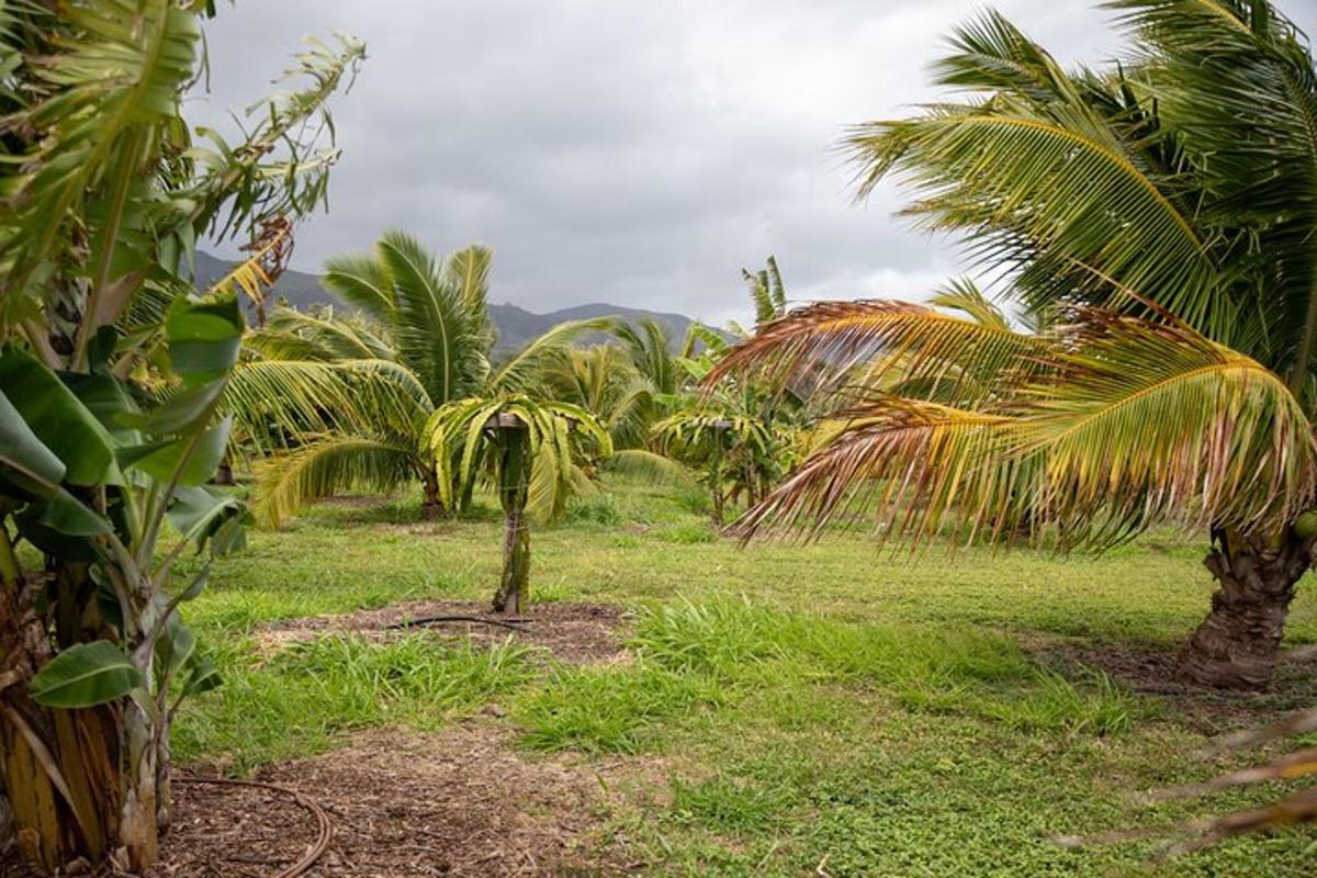 sekumpulan pokok palma di padang