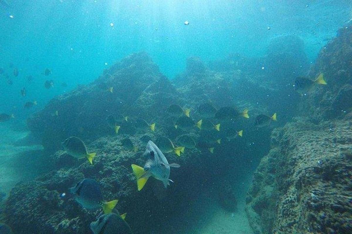 skupina ryb plavajících v oceánu