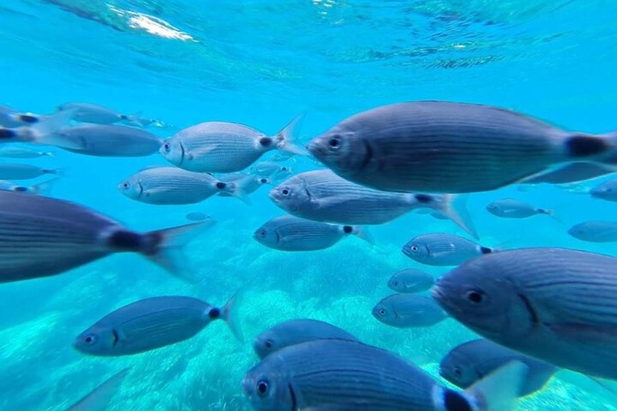 sekumpulan ikan yang berenang di dalam air