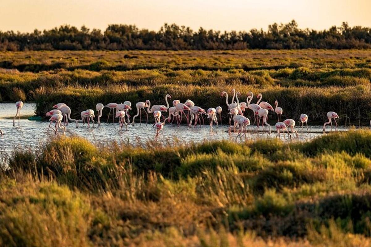 uno stormo di fenicotteri rosa che camminano nell'acqua