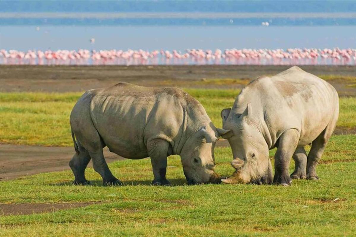 dalawang rhino na magkatabi sa isang bukid
