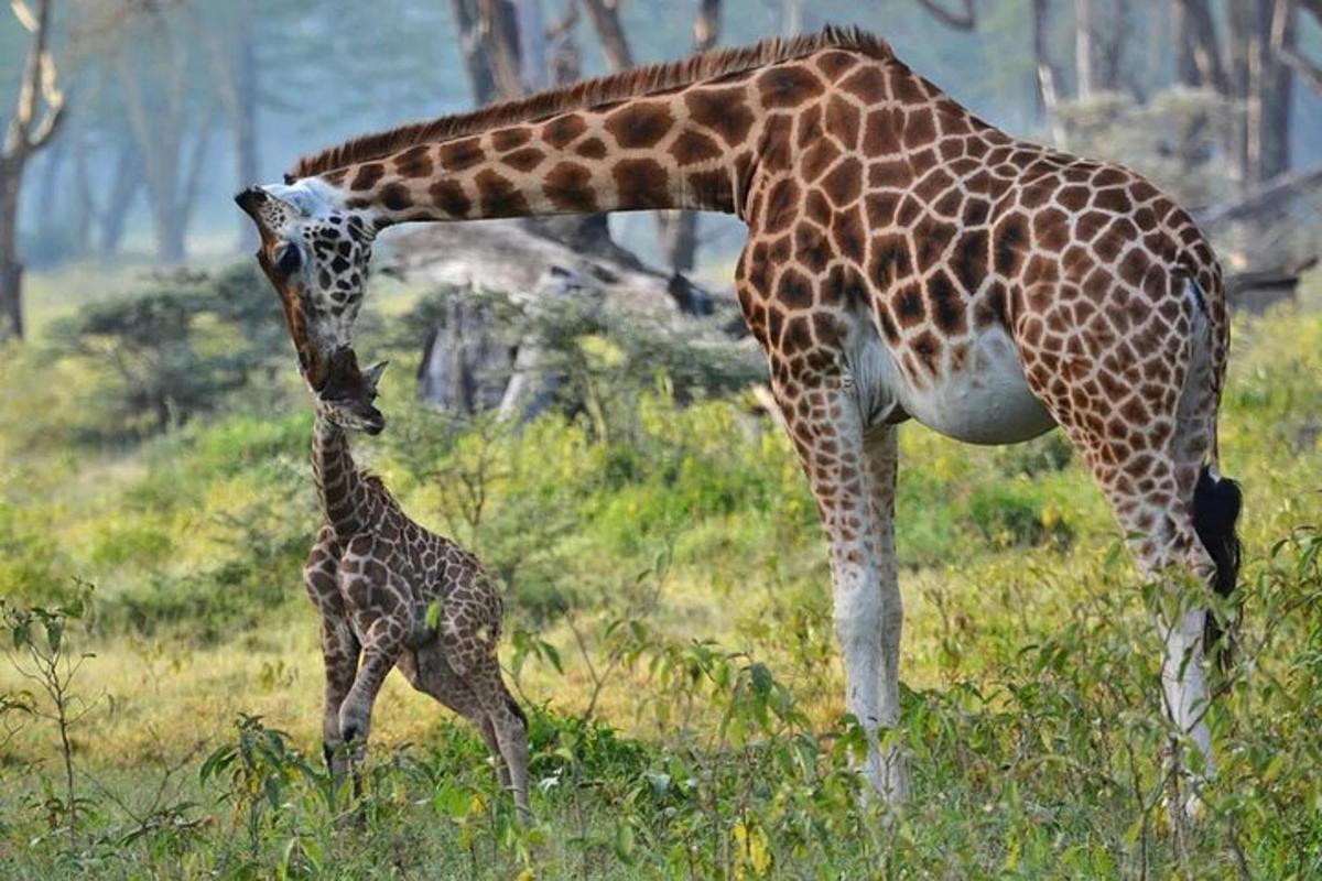 una mare girafa al costat d'una cria de girafa