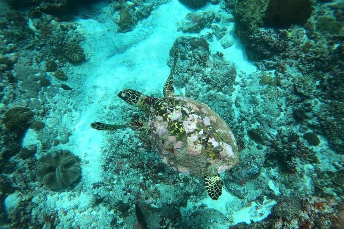 zelená mořská želva plavající v oceánu