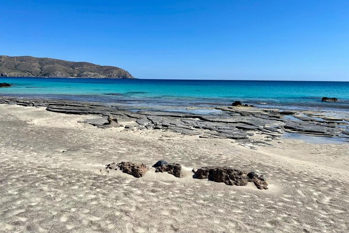 sekumpulan haiwan yang berbaring di atas pasir di pantai