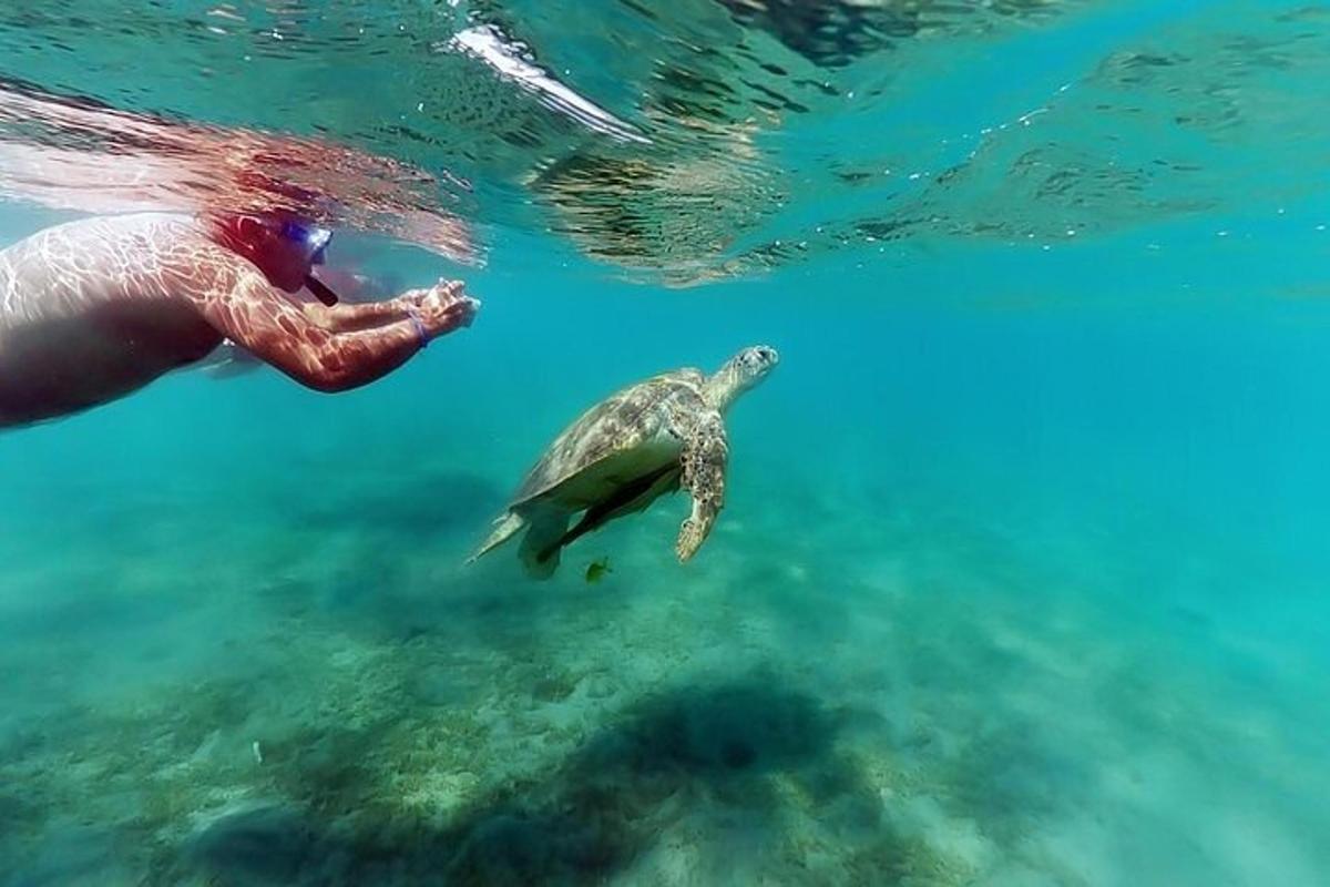 una tartaruga marina verde che nuota nell'acqua