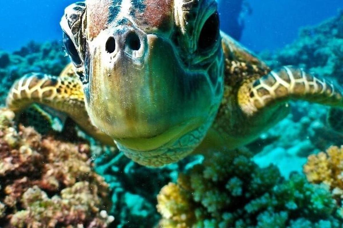 una tartaruga marina verde che nuota nell'oceano