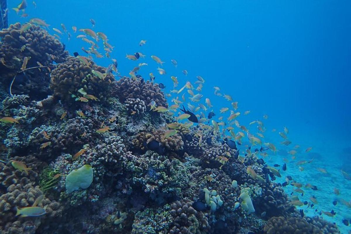 isang pangkat ng mga isda sa isang coral reef