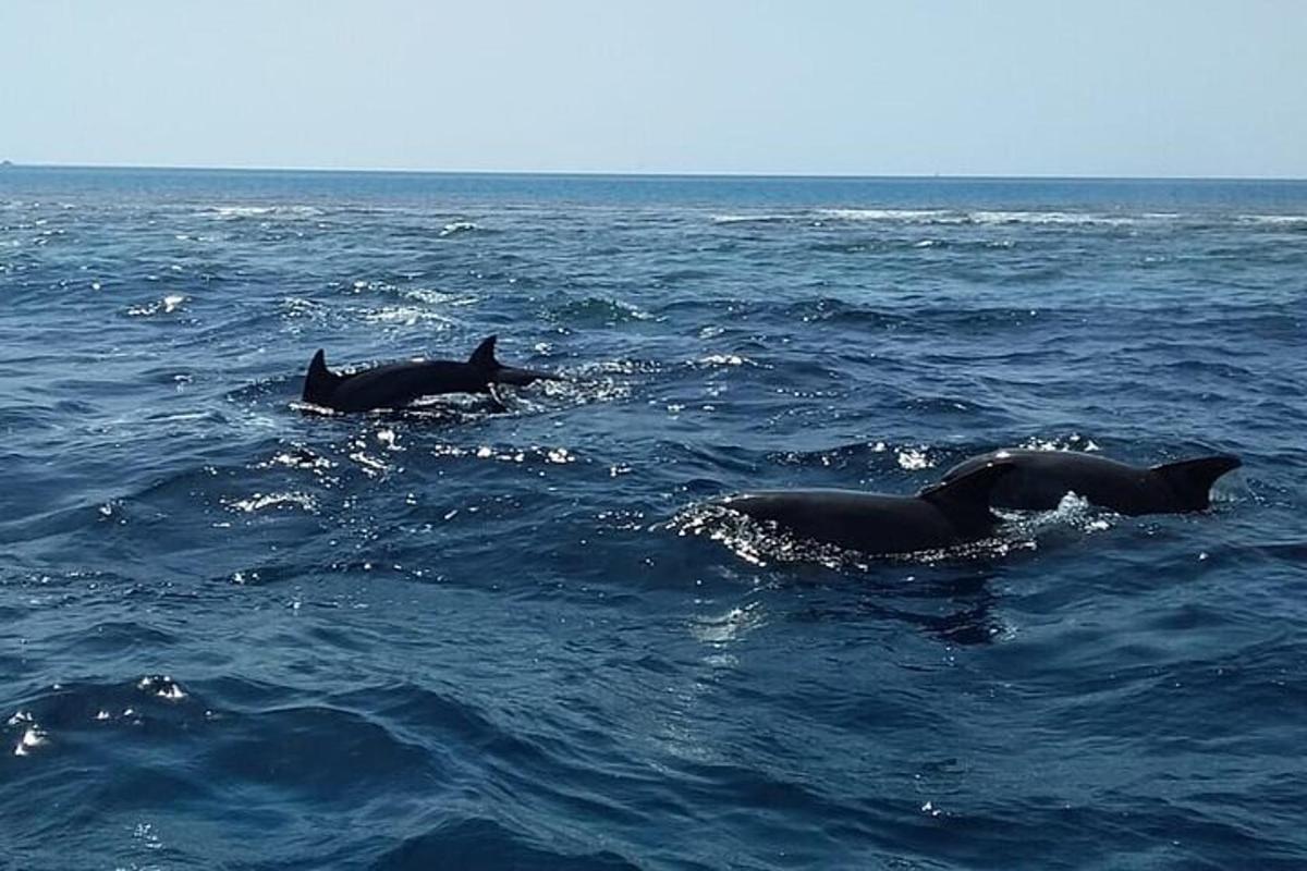 due delfini che nuotano nell'acqua dell'oceano