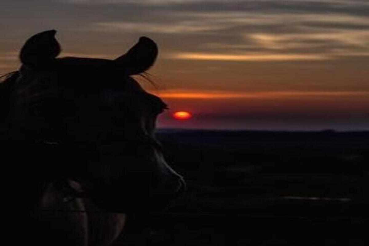 la sagoma di un cavallo davanti a un tramonto