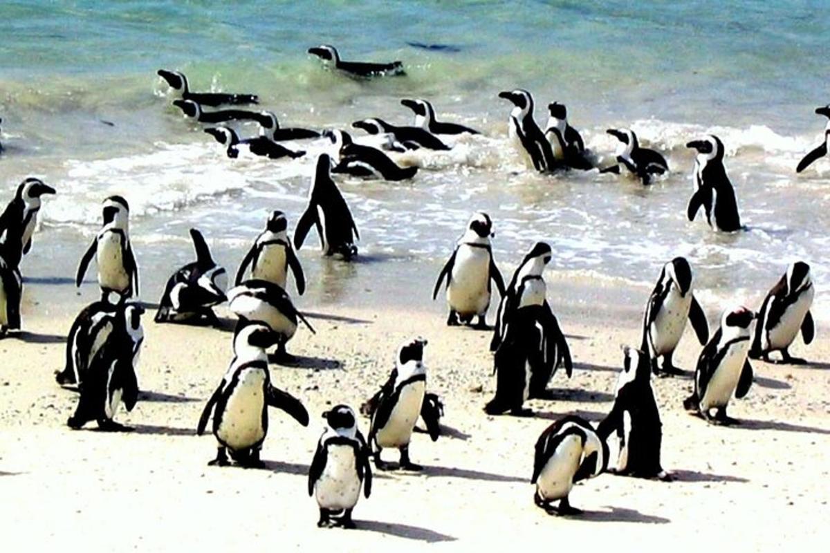 un grup de pinguini stând pe o plajă