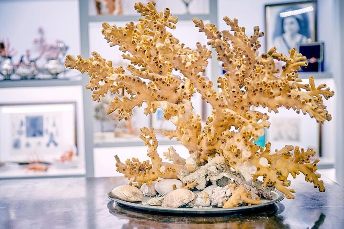 bonsai medelis, sėdintis ant stalo