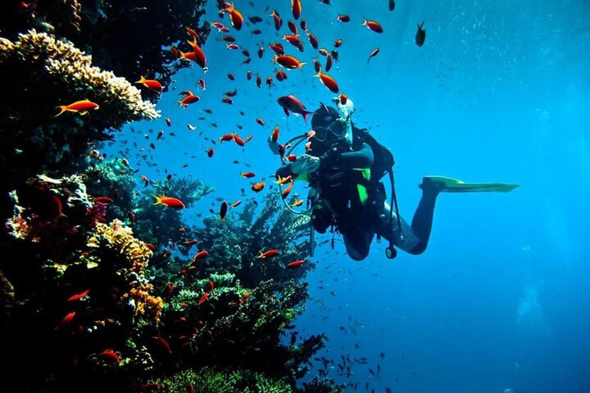 una persona fa submarinisme sobre un escull amb peixos