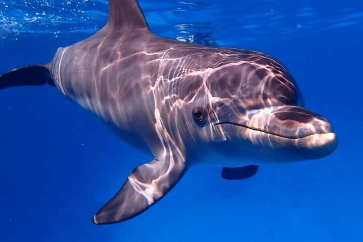 un tauró balena nedant a l'aigua