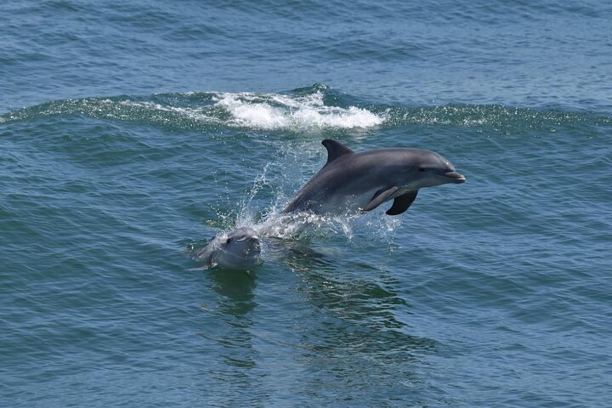 a dolphin jumping out of the water