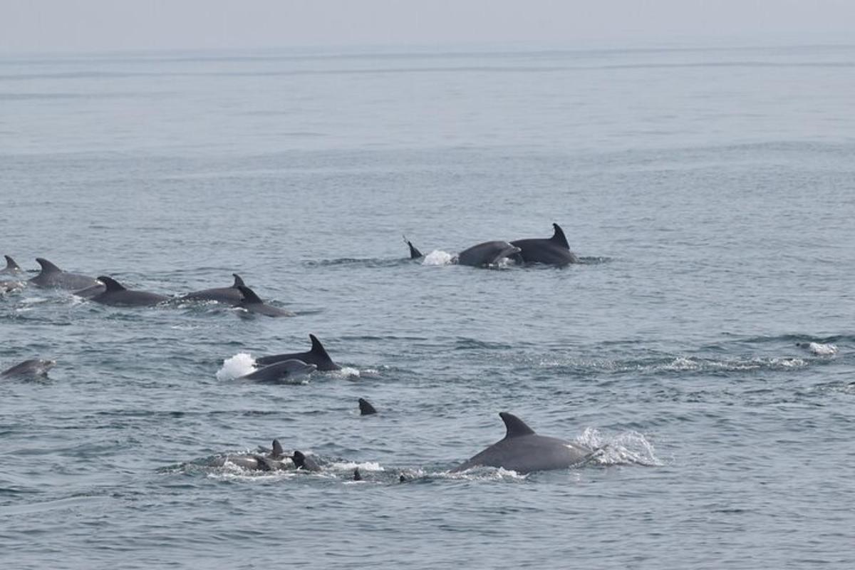 a group of dolphins swimming in the water