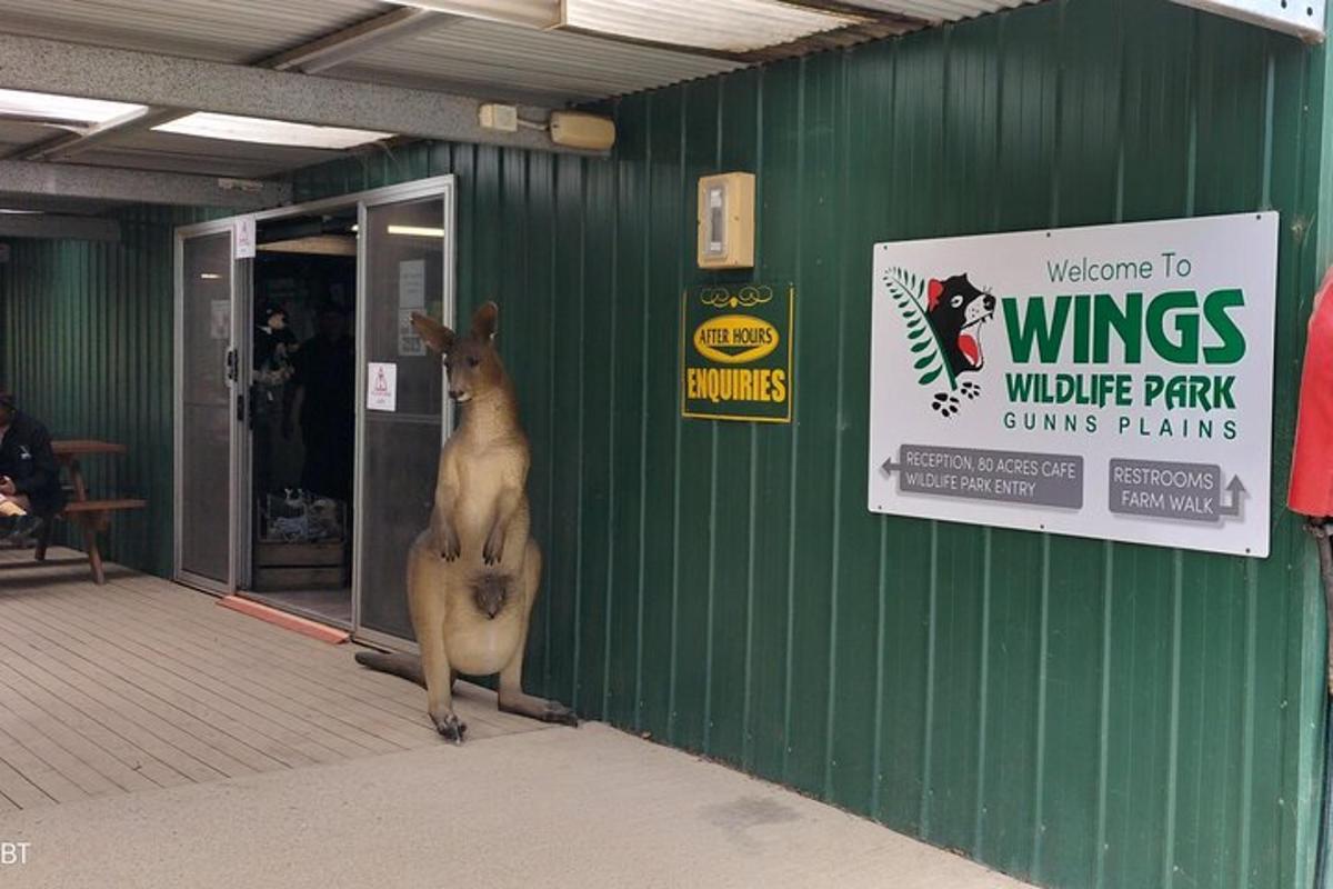 un canguro in piedi fuori da un edificio