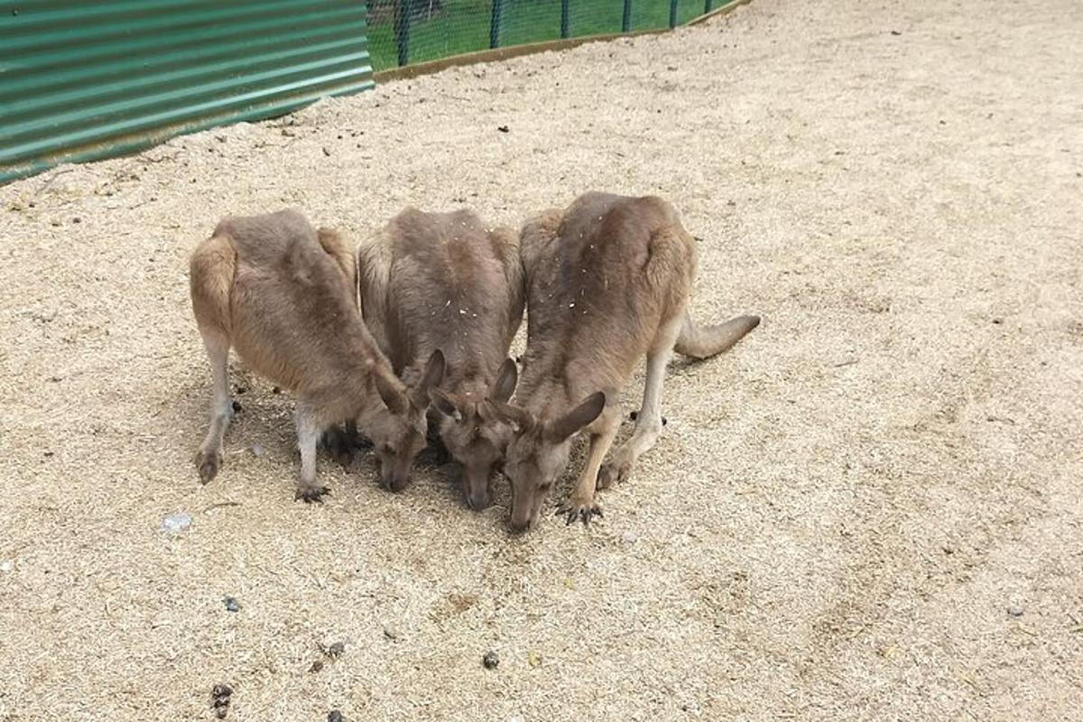 three baby animals are standing in the dirt