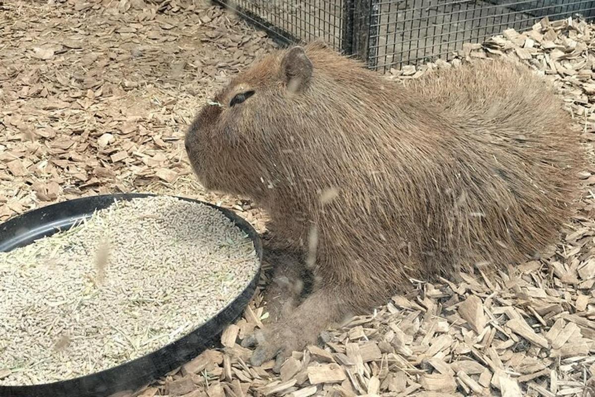 a porcupine standing next to a bowl of food