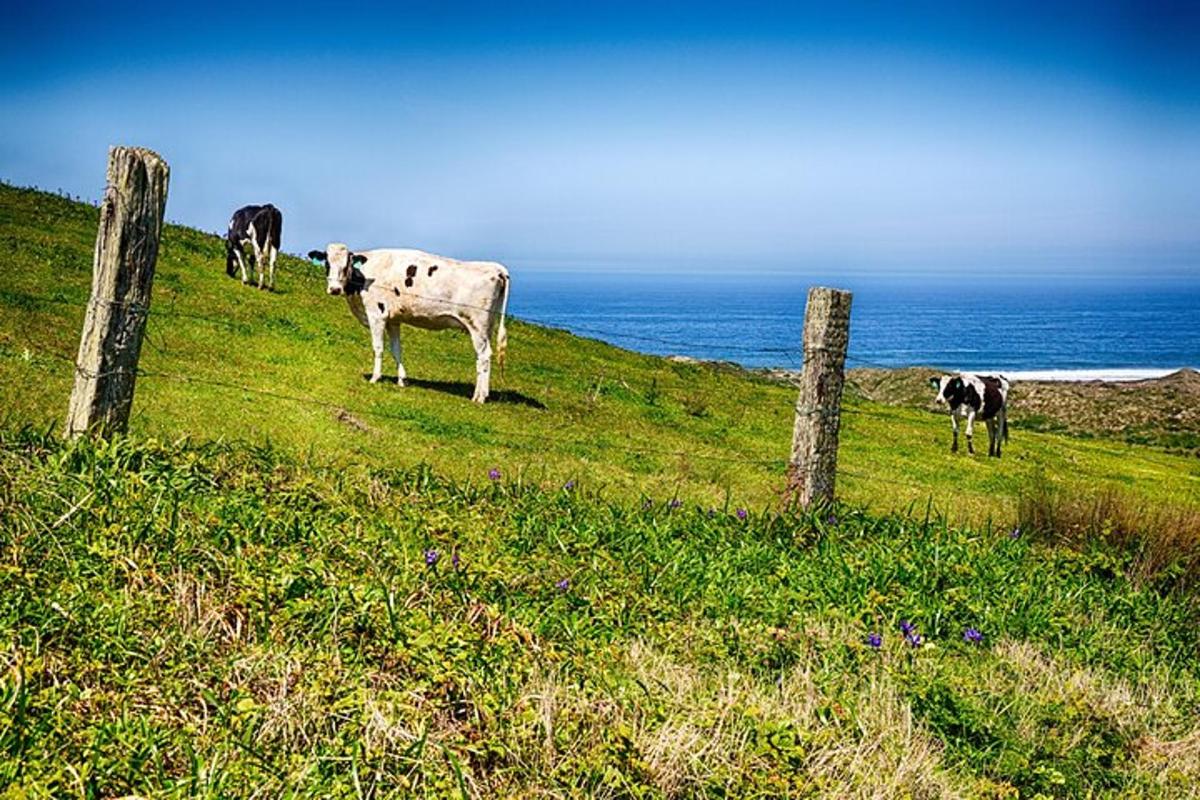 um grupo de vacas pastando em uma colina perto do oceano