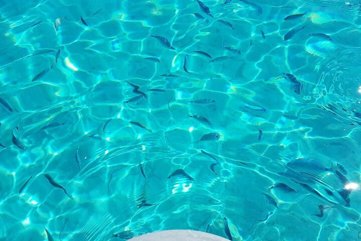 eine Gruppe von Fischen in einem blauen Swimmingpool