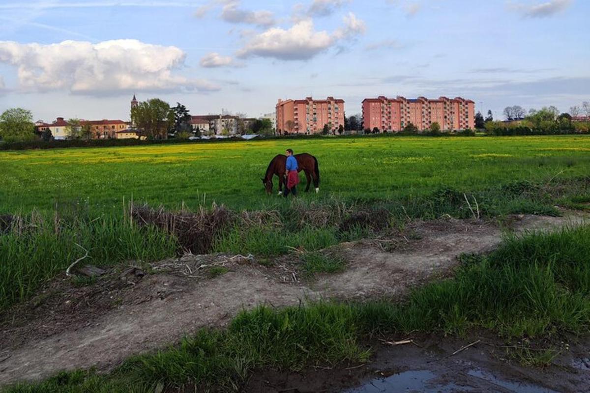 two horses grazing in a field with buildings in the background