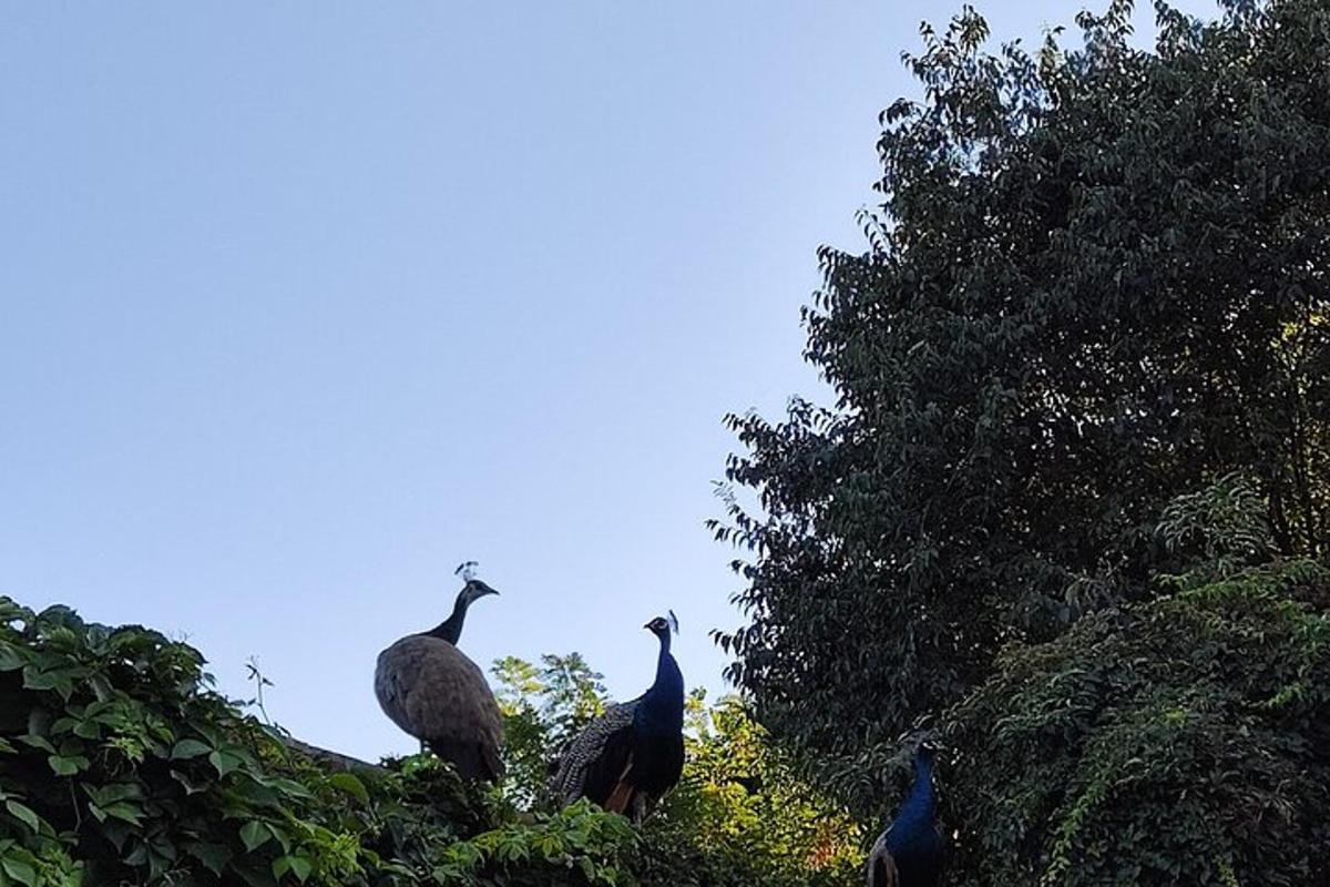 a group of birds standing in the trees