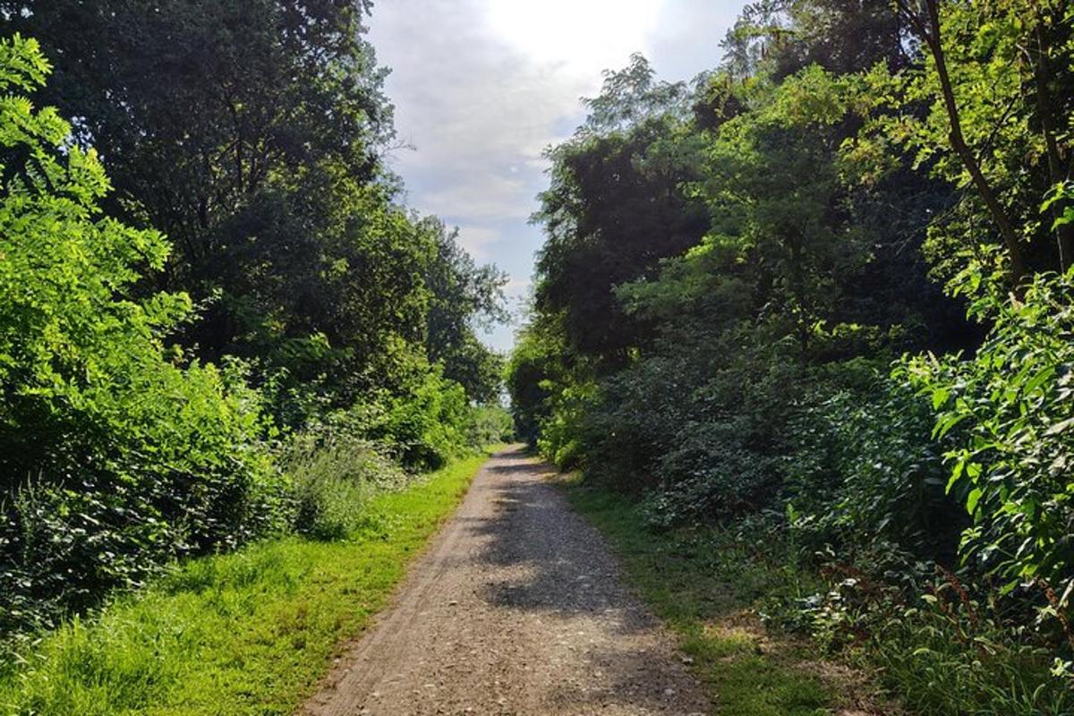 a dirt road in the middle of a forest