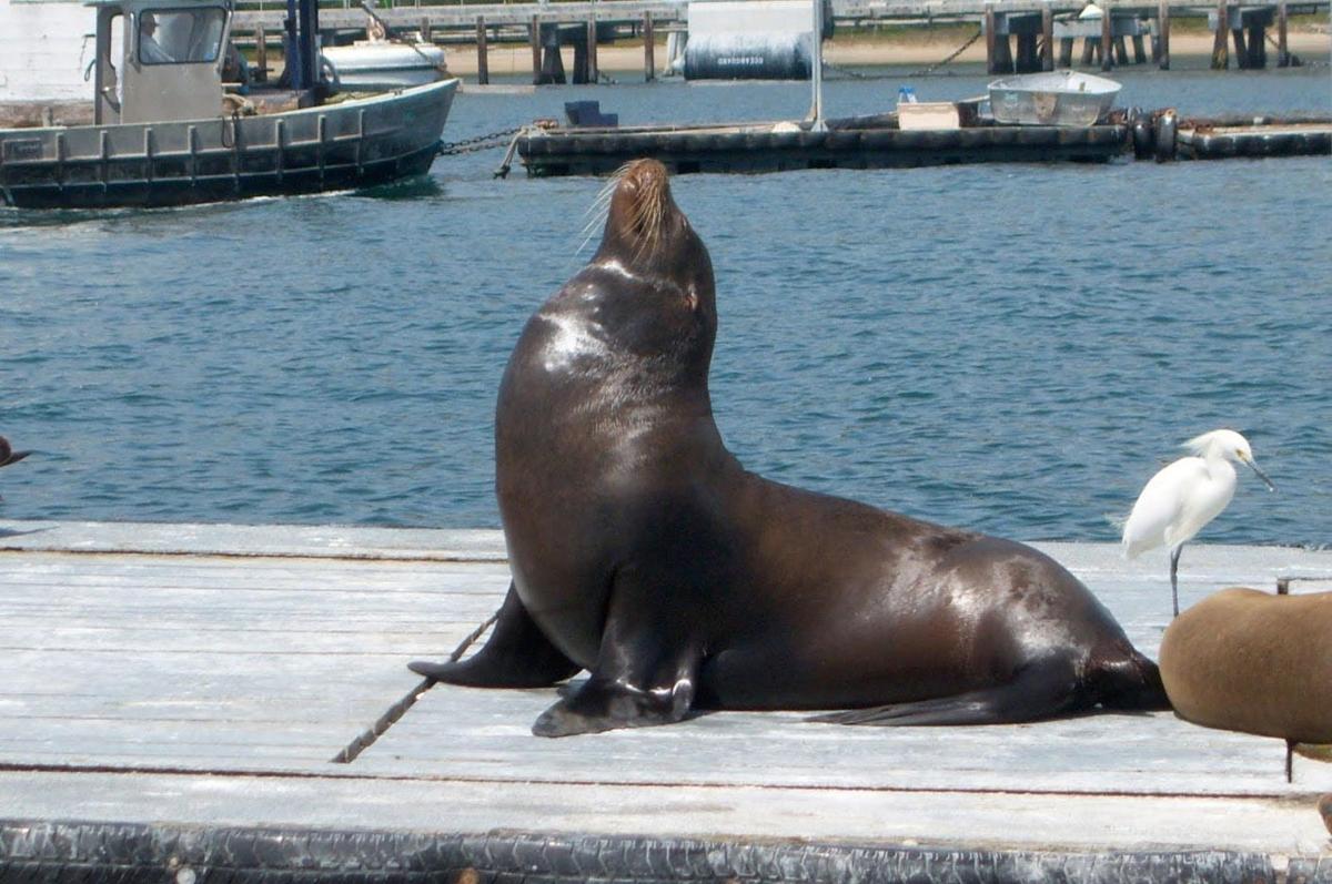 a seal sitting on a dock next to the water